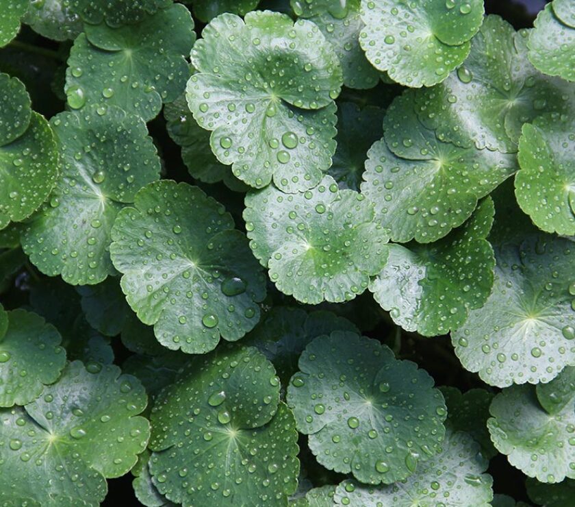 01-centella